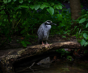 Birds at the water feeding on bugs