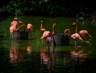 Flamingos at waters edge in the afternoon sun.