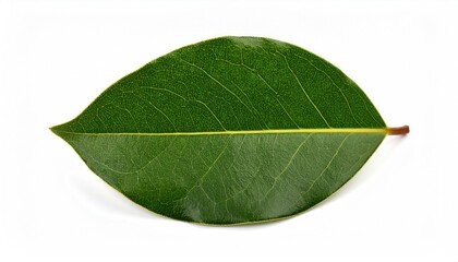 Obraz premium Bay leaf on white background
