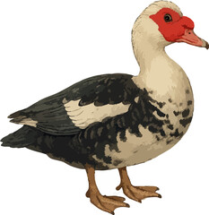 Cairina moschata
