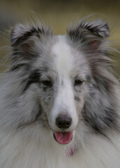 Flashing Some Silver Is A Beautiful Shetland Sheepdog.  Sheltie!