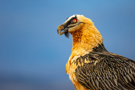 Bearded vulture portrait