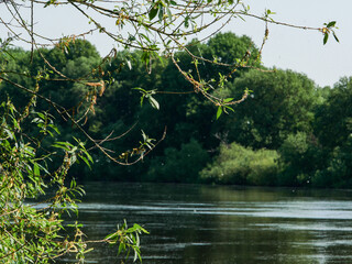 Simple forest summer landscape with a pond.