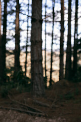 Forest, Woods. Blurred image
