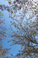 Cherry blossom branches with fresh green leaves stretch across a clear blue spring sky