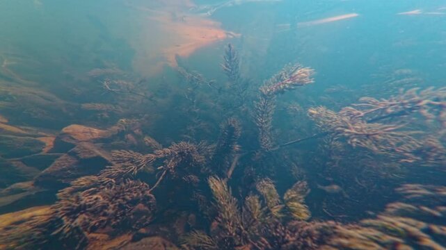 shallow freshwater pond, hornwort aquatic plant vegetation oxygenate air bubble, silt bottom, sunbleak fish in sun day backlight, low visibility murky water, surface reflection, river Buher in Lityn