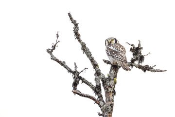 Northern Hawk Owl on larch with lichens