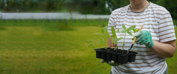 A close-up of an unrecognizable woman holding a box with seedlings of cynias. Banner, copy space.