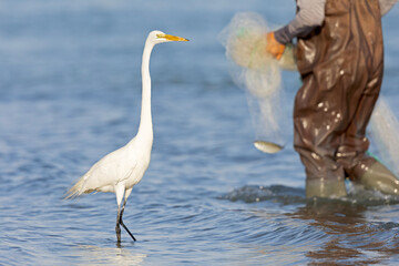 A large great egret (Ardea alba) together with fisherman.