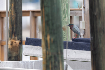 An adult green heron (Butorides virescens) perched in a harbor.