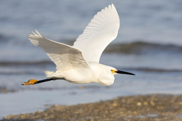 A snowy egret (Egretta thula) in flight.
