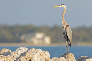 A great blue heron (Ardea herodias) perched on on a jetty.