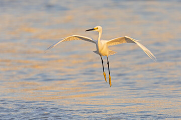 A snowy egret (Egretta thula) in flight.