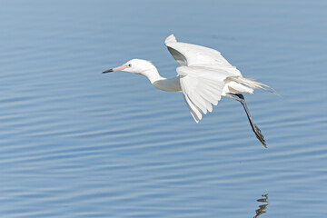 A white morph reddish egret (Egretta rufescens) in flight.