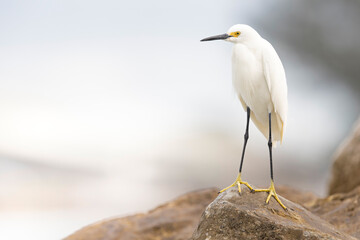 A snowy egret (Ardea alba) perched on a rock.