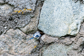The white azure tit or prince (Cyanistes cyanus) near the entrance to a nest made in a hole among...