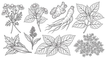 Herbal Collection Line Art Chamomile, Ginger, Mint and More