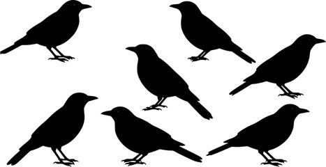 Fototapeta premium set of blackbird , vector illustration, flat style, side 