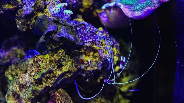 banded cleaner shrimp move tentacle, saltwater decapod crustacean inspect sea bed for food on coquina stone live rock, fluorescent demanding pet, blur background, nano reef marine aquarium ecosystem