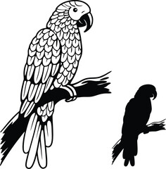 Parrot Silhouette in Details Vector Illustration  
