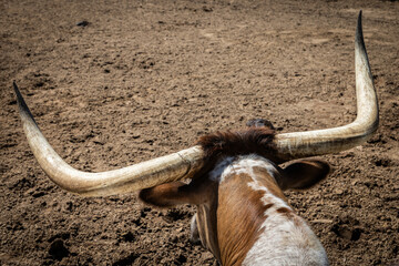 Texas Longhorn Horns from Behind – Detail View
