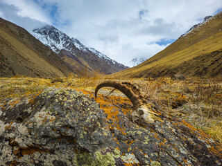 Serene sheep skull resting on rock in mountainous Kyrgyzstan landscape
