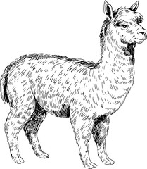 Graphic image of a llama. A black-and-white vector drawing of a lamp made using the technique of linear engraving. full-length on a white background, the details of the wool are traced with strokes. © nina blez