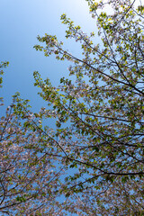Delicate cherry tree branches filled with spring blossoms set against a vivid blue sky