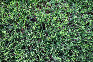 Lush green foliage with intricate textures and patterns in a vibrant natural environment