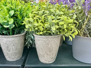 artificial flowers in a pot on a shelf in a store. High quality photo