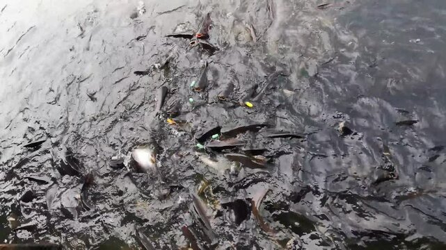 Large group of fish are swimming in a body of water. The fish are surrounded by a lot of food, including some red and yellow objects. The scene is lively and full of activity, with the fish swimming