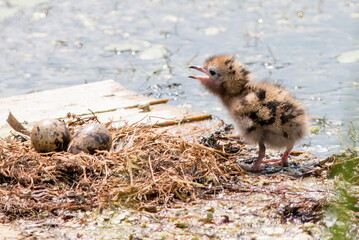 little chicken in the nest
