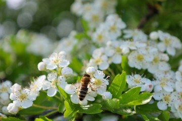 A bee collects nectar from numerous white hawthorn flowers, blooming abundantly on branches against...
