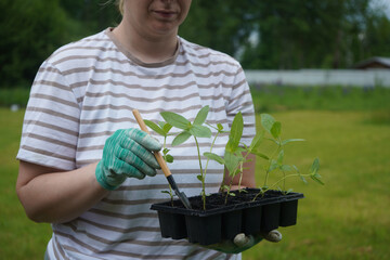A focused view of a woman, whose identity is unclear, holding a box containing cynia seedlings.