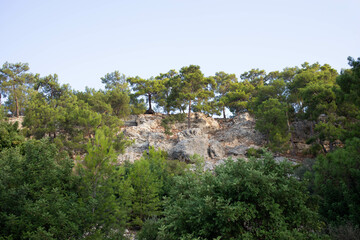 Lush green trees atop rocky cliff under clear blue sky in serene natural landscape