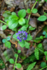 A small purple flower with tiny petals sprouts among green leaves and fallen forest litter. The...