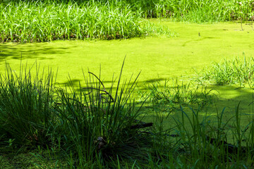 Obraz premium The water surface is completely covered with bright green duckweed, contrasting with the tall grass on the banks, partly submerged in the water.
