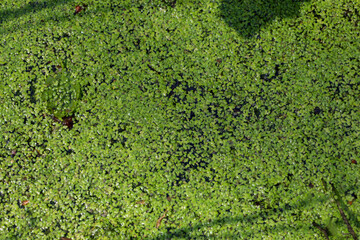 Duckweed completely covers the water's surface, creating a rich green background with small dark clearings. This textured composition showcases the abundance of aquatic plants in their natural environ