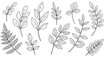 Botanical illustration of leaves for natural design and decorative projects vector illustration