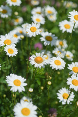 Fototapeta premium Close Up White Daisies