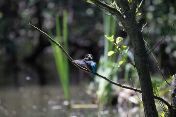 Bird perched on a branch near still water surrounded by lush vegetation in a tranquil natural setting