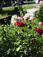 valentine rose and green background