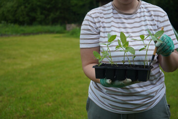 Close-up image of an anonymous woman cradling a container of young cynia plants.