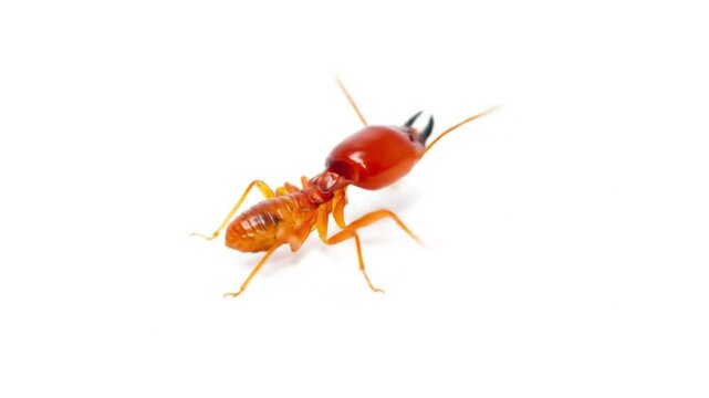 Macro Shot of Soldier Termite Isolated on White Background &ndash; Close-up Insect Anatomy and Defense Features