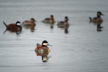 A raft of ruddy ducks floats peacefully on a still lake.