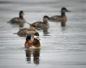 A male ruddy duck swimming on a lake with a group of female ruddy ducks in the background.