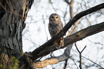 A barred owl perches silently in a tree as the warm evening light softly illuminates the side of its face.
