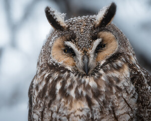 A long-eared owl rests calmly as snowflakes gather on its head during a quiet snowstorm on a wintry...