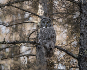 A great gray owl looking around from its perch deep in a boreal forest.