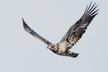 A juvenile bald eagle soars against a pale sky, wings extended and feathers catching the light.